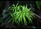 <i>Podocarpus lambertii</i> Klotzsch ex Endl.  [Podocarpaceae]