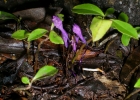<i>Apteria aphylla</i> (Nutt.) Barnhart ex Small [Burmanniaceae]