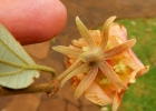<i>Luehea divaricata</i> Mart. & Zucc. [Malvaceae]