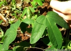 <i>Passiflora tenuifila</i> Killip [Passifloraceae]