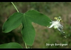 <i>Passiflora tenuifila</i> Killip [Passifloraceae]