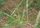 <i>Bromelia antiacantha</i> Bertol. [Bromeliaceae]