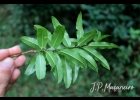 <i>Agarista eucalyptoides</i> (Cham. & Schltdl.) G.Don [Ericaceae]