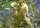 <i>Agarista eucalyptoides</i> (Cham. & Schltdl.) G.Don [Ericaceae]