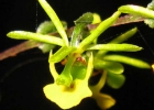 <i>Platyrhiza quadricolor</i> Barb. Rodr.  [Orchidaceae]