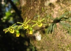 <i>Platyrhiza quadricolor</i> Barb. Rodr.  [Orchidaceae]