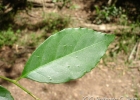 <i>Sebastiania brasiliensis</i> Spreng. [Euphorbiaceae]