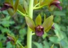 <i>Eulophia alta</i> (L.) Fawc. & Rendle [Orchidaceae]