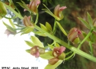 <i>Eulophia alta</i> (L.) Fawc. & Rendle [Orchidaceae]