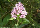 <i>Floscopa glabrata</i> (Kunth) Hassk.  [Commelinaceae]