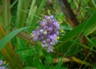 <i>Floscopa glabrata</i> (Kunth) Hassk.  [Commelinaceae]