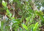 <i>Marcgravia polyantha</i> Delpino  [Marcgraviaceae]