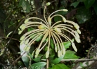 <i>Marcgravia polyantha</i> Delpino  [Marcgraviaceae]