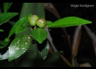<i>Sebastiania brasiliensis</i> Spreng. [Euphorbiaceae]