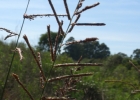 <i>Paspalum quadrifarium</i> Lam. [Poaceae]