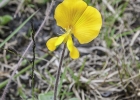 <i>Arachis burkartii</i> Handro [Fabaceae]