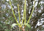 <i>Eubrachion ambiguum</i> (Hook. & Arn.) Engl. [Santalaceae]