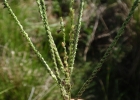 <i>Paspalum equitans</i> Mez [Poaceae]