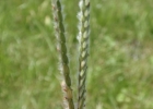 <i>Paspalum ellipticum</i> Döll [Poaceae]
