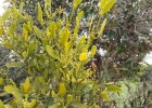 <i>Phoradendron holoxanthum</i> Eichl. [Santalaceae]