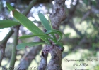 <i>Ligaria cuneifolia</i> (Ruiz & Pav.) Tiegh.  [Loranthaceae]
