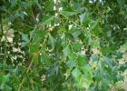 <i>Jodina rhombifolia</i> (Hook. & Arn.) Reissek [Santalaceae]