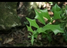 <i>Jodina rhombifolia</i> (Hook. & Arn.) Reissek [Santalaceae]