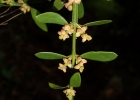 <i>Phoradendron argentinum</i> Urb.  [Viscaceae]