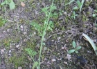 <i>Cyclospermum leptophyllum</i> (Pers.) Sprague ex Britton & P. Wilson [Apiaceae]