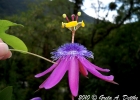 <i>Passiflora amethystina</i> J.C. Mikan [Passifloraceae]