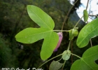 <i>Passiflora amethystina</i> J.C. Mikan [Passifloraceae]