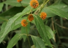 <i>Tilesia baccata</i> (L.) Pruski [Asteraceae]