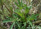 <i>Lupinus magnistipulatus</i> Burkart ex Planchuelo & D. B. Dunn [Fabaceae]