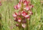 <i>Lupinus rubriflorus</i> Planchuelo [Fabaceae]