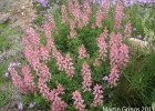 <i>Lupinus rubriflorus</i> Planchuelo [Fabaceae]