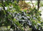 <i>Magnolia ovata</i> (A. St.-Hil.) Spreng. [Magnoliaceae]