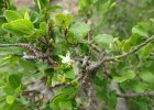 <i>Erythroxylum microphyllum</i> A. St.-Hil. [Erythroxylaceae]