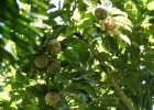 <i>Magnolia ovata</i> (A. St.-Hil.) Spreng. [Magnoliaceae]