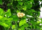 <i>Magnolia ovata</i> (A. St.-Hil.) Spreng. [Magnoliaceae]