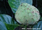 <i>Magnolia ovata</i> (A. St.-Hil.) Spreng. [Magnoliaceae]