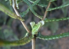 <i>Dicranopteris nervosa</i> (Kaulf.) Maxon [Gleicheniaceae]