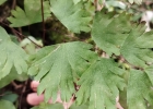 <i>Adiantum digitatum</i> Hooker [Pteridaceae]