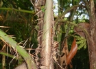 <i>Bactris setosa</i> Mart. [Arecaceae]