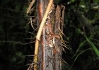 <i>Bactris setosa</i> Mart. [Arecaceae]