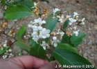 <i>Nectandra leucantha</i> Nees [Lauraceae]