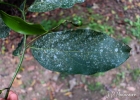 <i>Nectandra leucantha</i> Nees [Lauraceae]