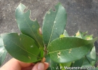 <i>Ocotea indecora</i> (Shott) Mez [Lauraceae]