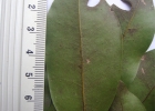 <i>Ocotea indecora</i> (Shott) Mez [Lauraceae]