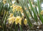 <i>Pleurobotryum rhabdosepalum</i> (Schltr.) Hoehne [Orchidaceae]