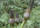 <i>Pseudobombax grandiflorum</i> (Cav.) A. Robyns [Malvaceae]